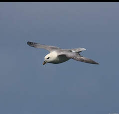 Fulmar boréal