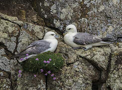 Northern Fulmar