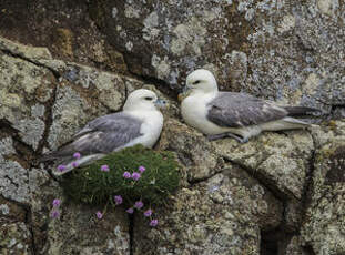 Fulmar boréal