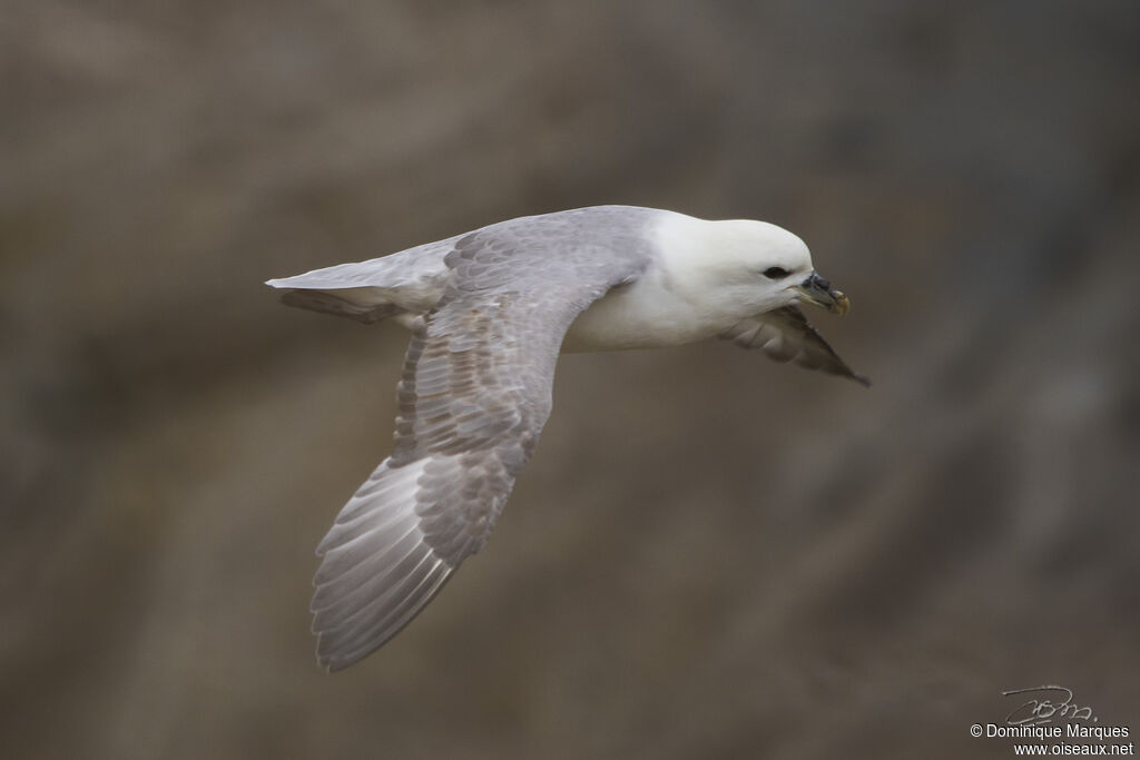 Fulmar boréaladulte, identification