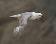 Fulmar boréal