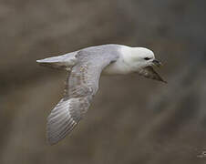 Fulmar boréal