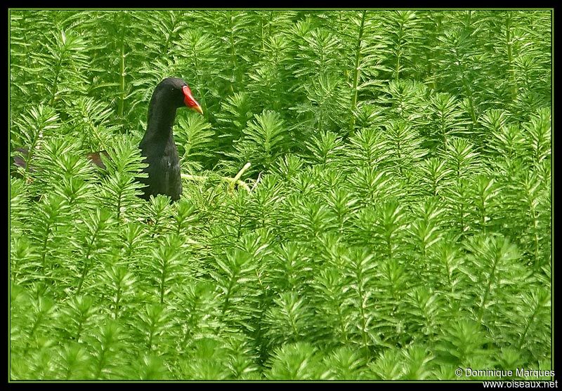 Gallinule poule-d'eauadulte