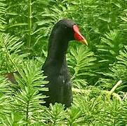 Gallinule poule-d'eau