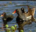 Gallinule poule-d'eau