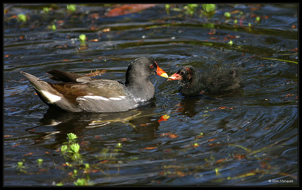 Common Moorhen