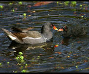 Gallinule poule-d'eau