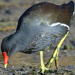 Gallinule poule-d'eau