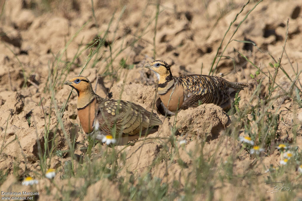 Ganga cataadulte nuptial, habitat, pigmentation