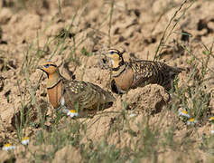 Pin-tailed Sandgrouse