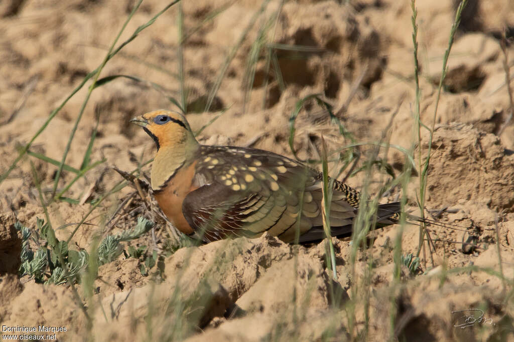 Pin-tailed Sandgrouse male adult, identification, camouflage