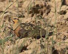 Pin-tailed Sandgrouse