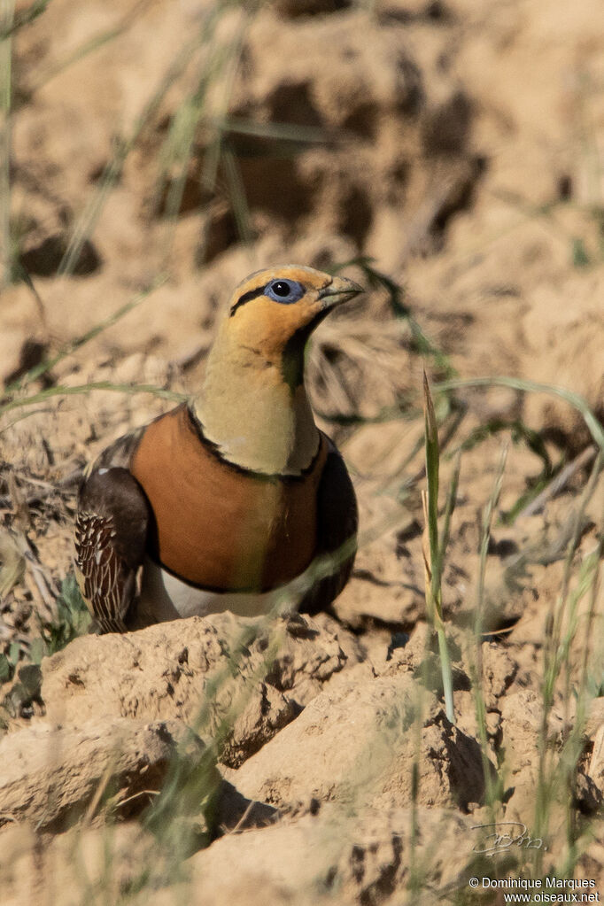 Pin-tailed Sandgrouse male adult, Behaviour