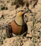 Pin-tailed Sandgrouse