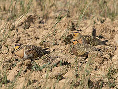 Pin-tailed Sandgrouse