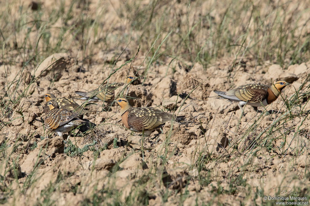 Pin-tailed Sandgrouse, habitat