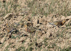 Pin-tailed Sandgrouse