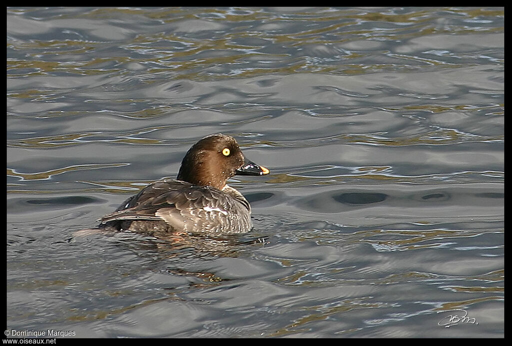 Common Goldeneye female adult, identification