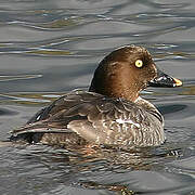 Common Goldeneye