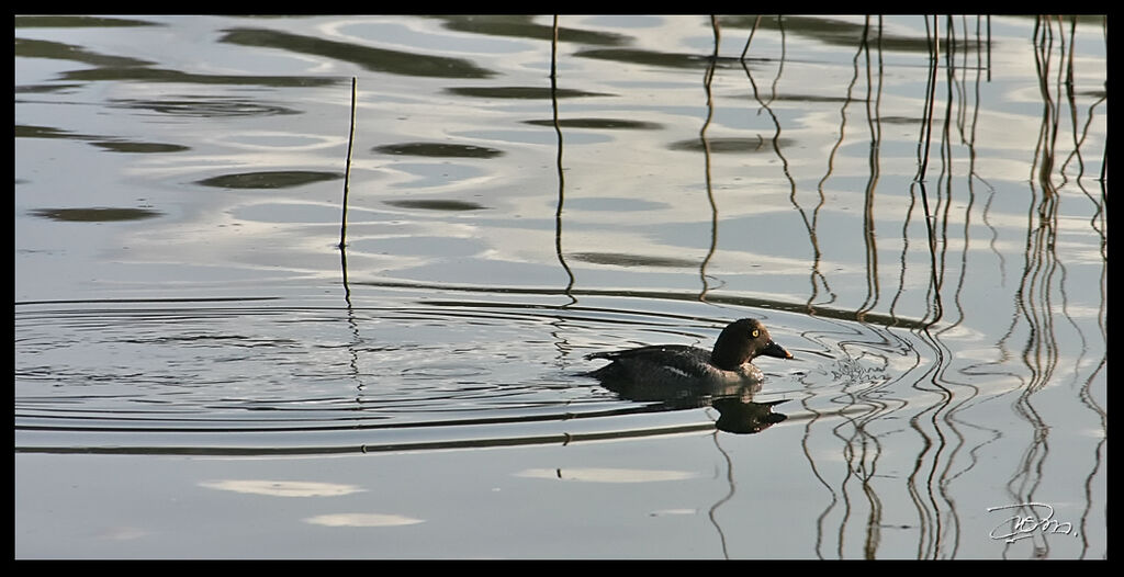 Common Goldeneye female adult, identification