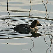 Common Goldeneye