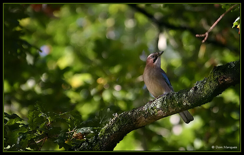 Eurasian Jayadult