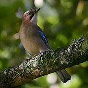 Eurasian Jay