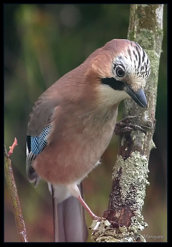 Eurasian Jay