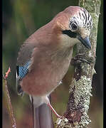 Eurasian Jay