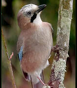 Eurasian Jay