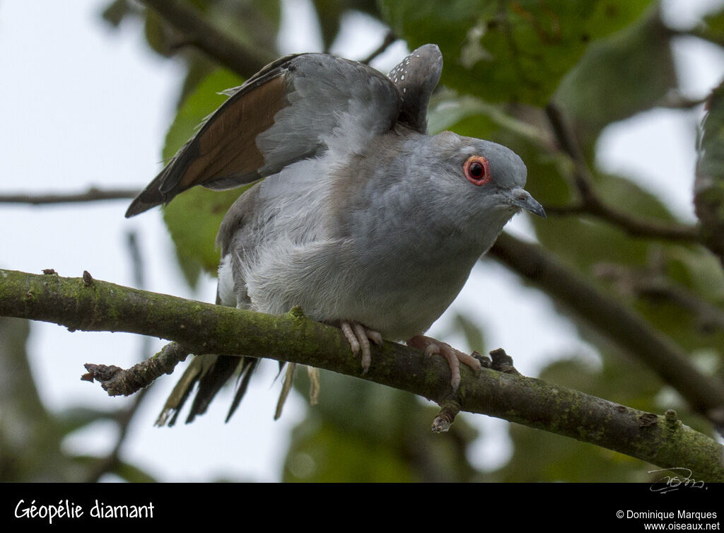 Diamond Doveadult, identification