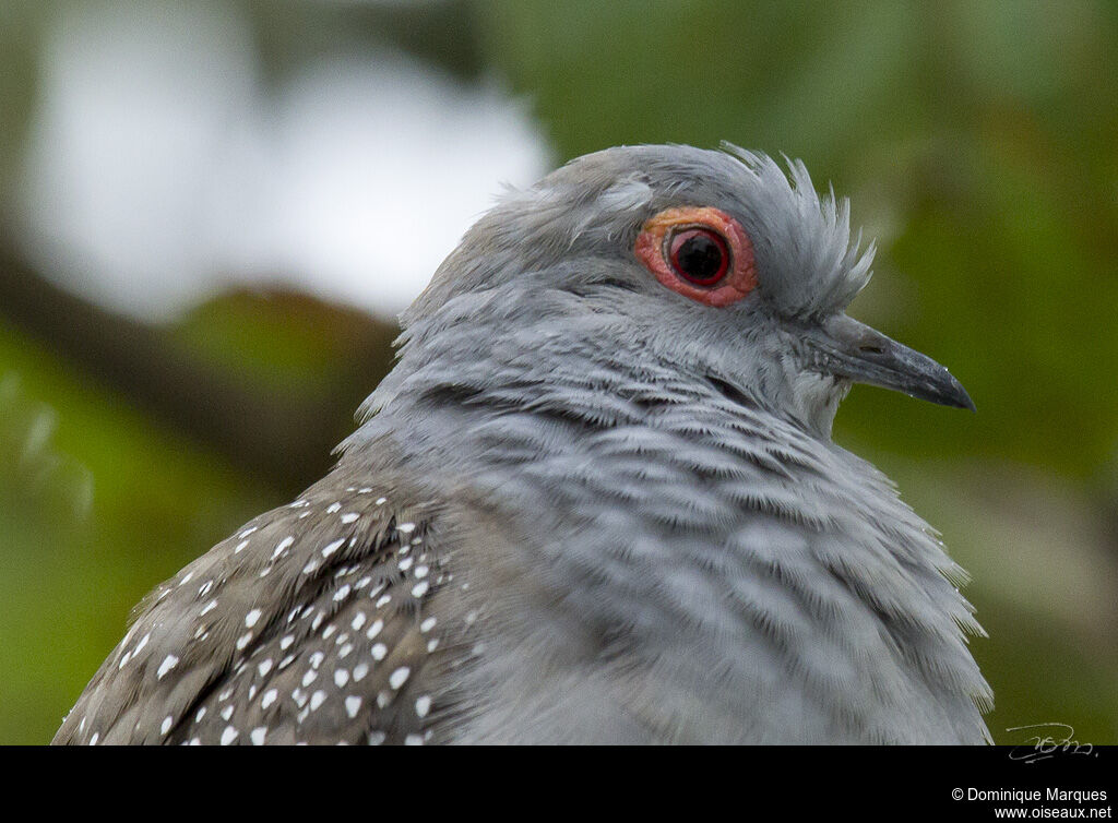 Diamond Dove