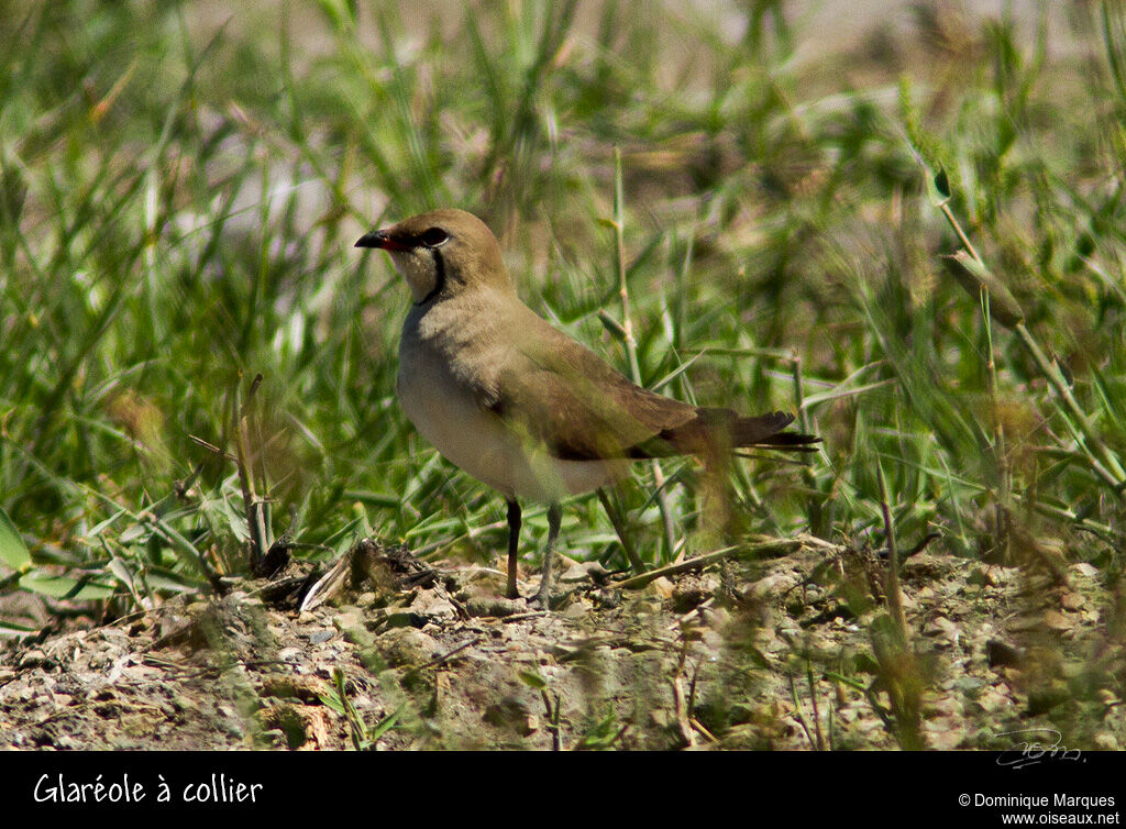 Glaréole à collieradulte, identification