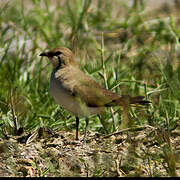 Collared Pratincole