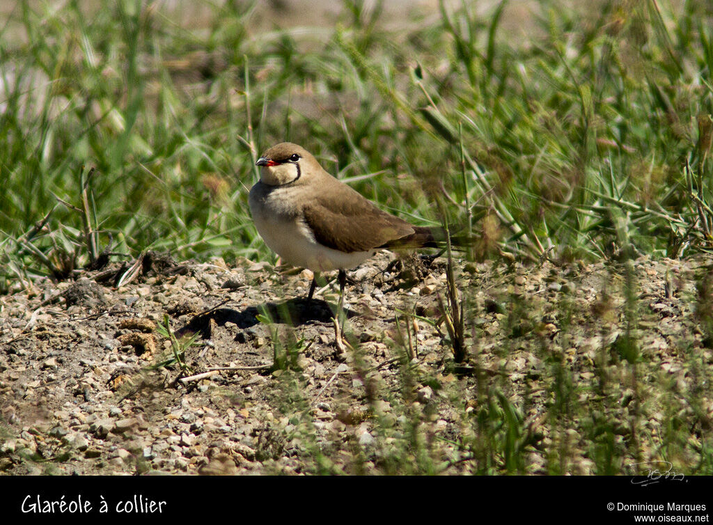 Glaréole à collier, identification