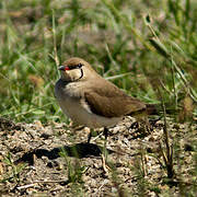 Collared Pratincole