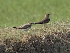 Collared Pratincole