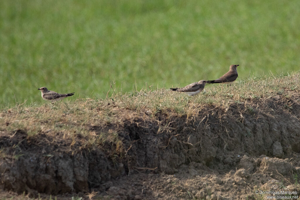 Collared Pratincole