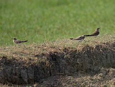 Collared Pratincole