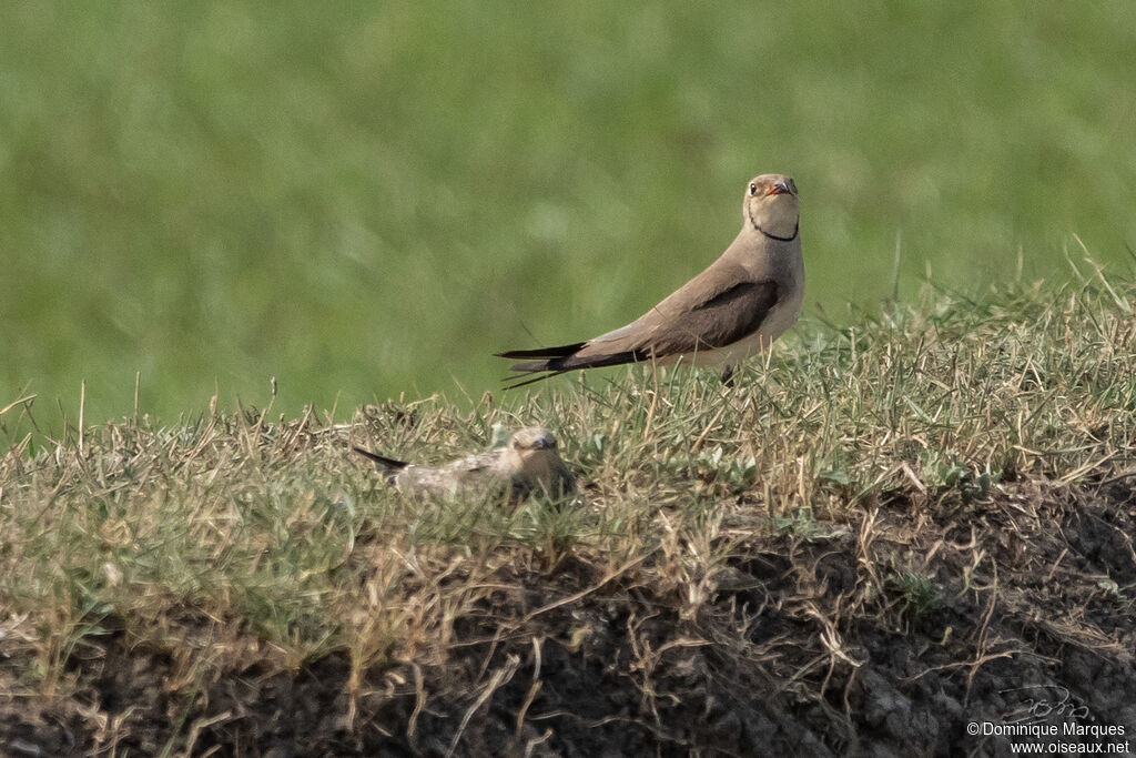 Collared Pratincole