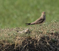 Collared Pratincole