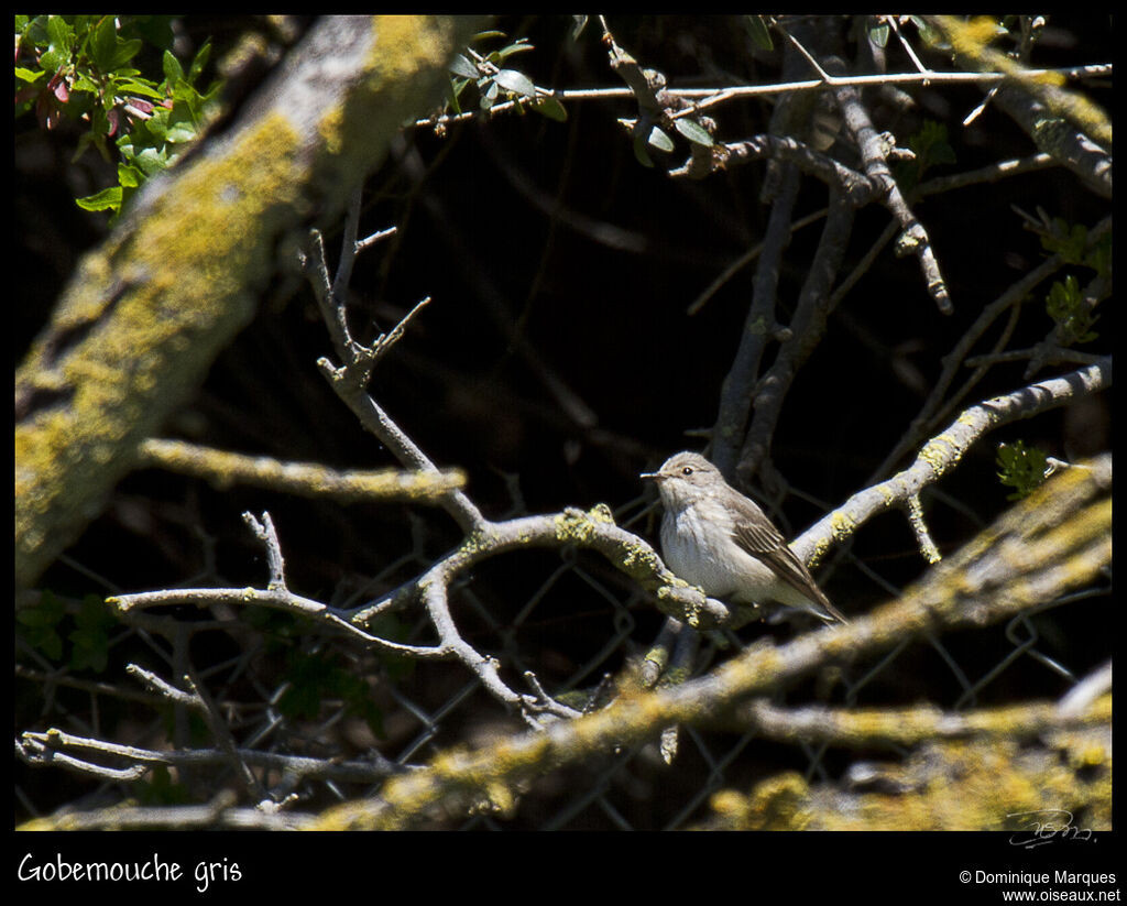 Spotted Flycatcheradult, identification