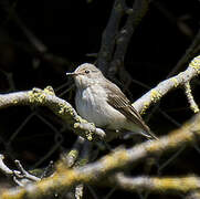 Spotted Flycatcher