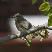 Spotted Flycatcher