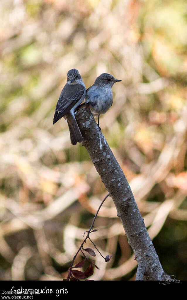 Spotted Flycatcheradult, Behaviour