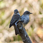 Spotted Flycatcher