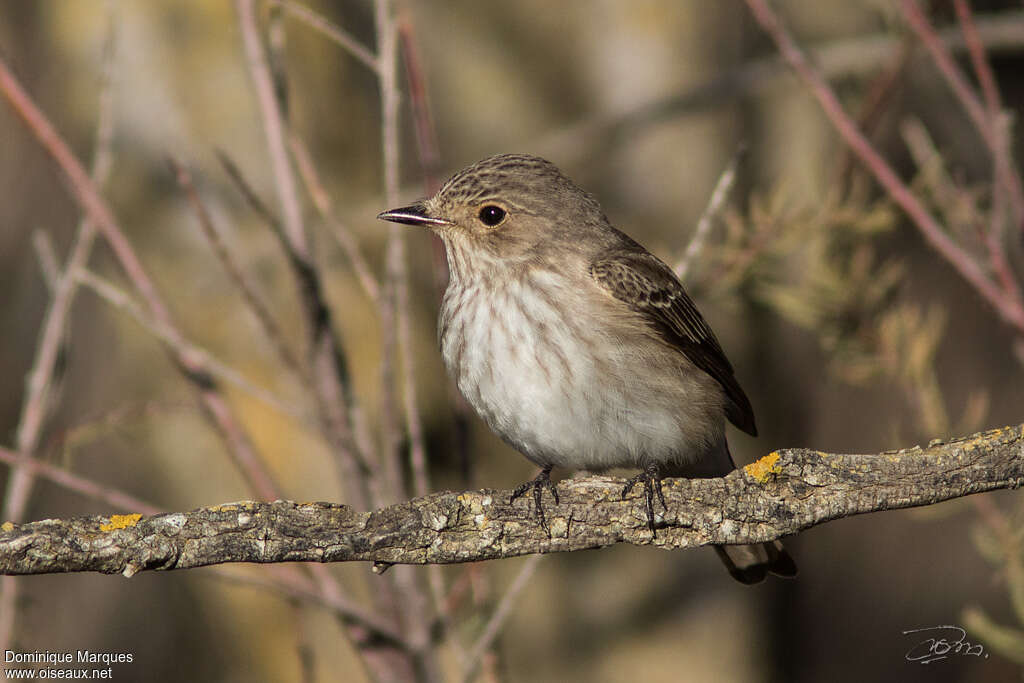 Spotted Flycatcheradult, close-up portrait