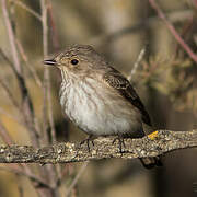 Spotted Flycatcher