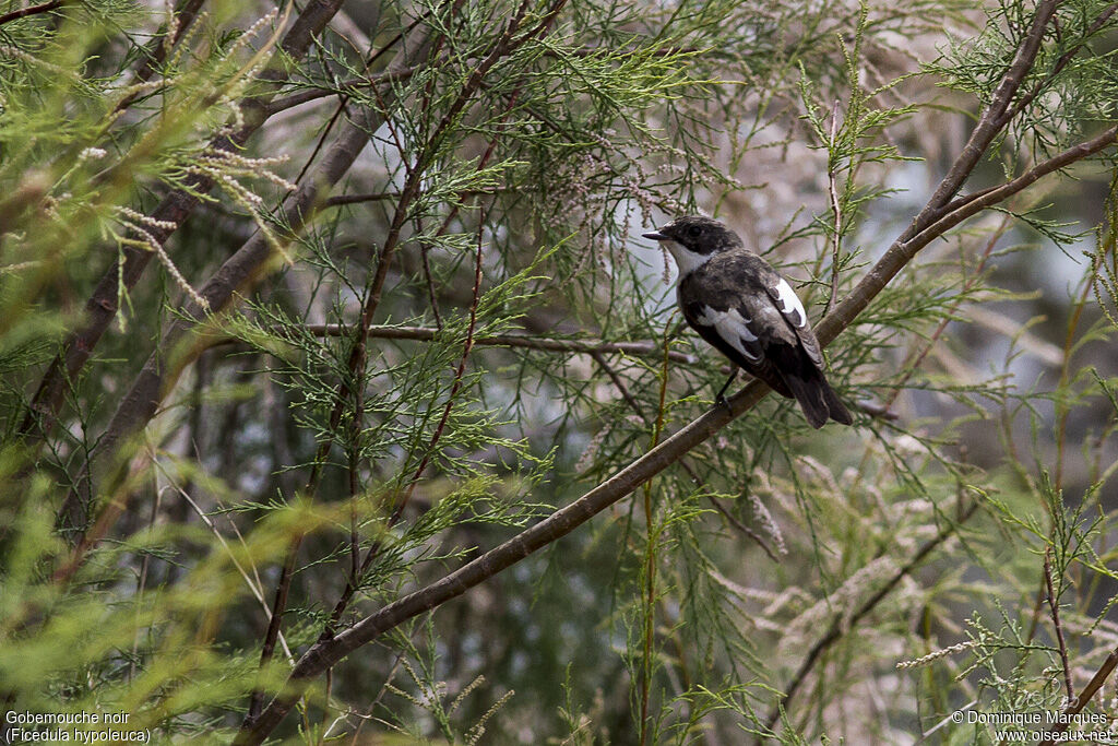 European Pied Flycatcher male adult breeding, identification