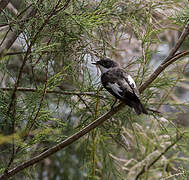 European Pied Flycatcher